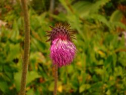 2013-08-18_Regina-F-Rau_Schachen_Blumen  (217).JPG